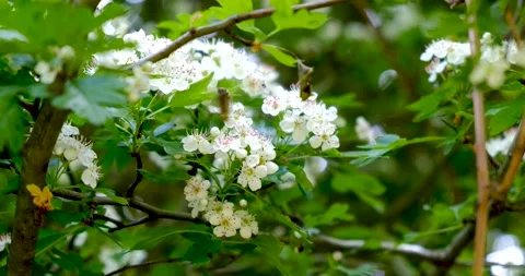 Selective focus of a bee collecting pollen on white flowers Stock Footage 149077971
