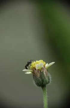 Selective focus of bee collects pollen from flower. Stock Photos