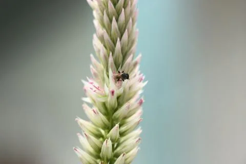 Selective focus of bee on flower Stock Photos
