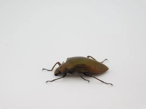 Selective focus on a beetle on white background Stock Photos