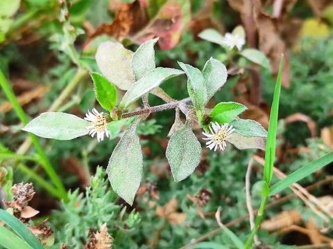Selective Focus Bhringaraj, Kesharaj( Trailing Eclipta,False Daisy, ) Flower Pla Stock Photos
