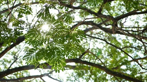 Selective focus of a big and tall rain tree's branches against bright sunlight Stock Footage 103493630