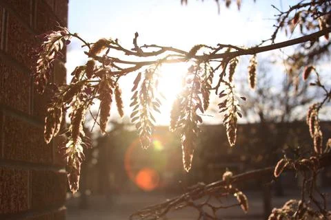Selective focus of a birch branch at sunset on Texas Tech Campus, Lubbock, USA Foto stock