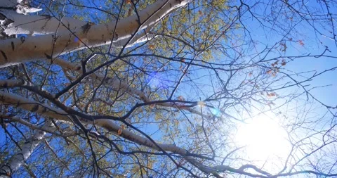 Selective focus. Birch with the first green leaves against a clear blue sky Stock Footage 195846586