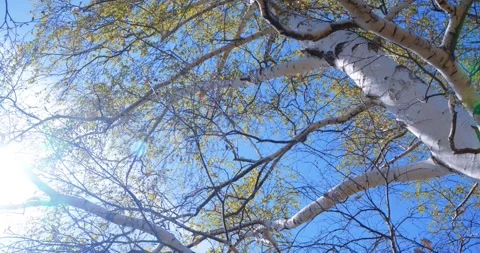 Selective focus. Birch with the first green leaves Stock Footage 195851340