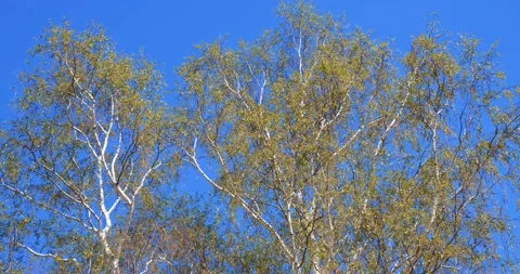 Selective focus. Birch trees with the first green leaves Stock Footage 196128172