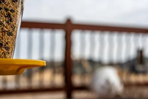 Selective focus on bird feeder with mix of seeds. Residential wooden porch in Foto stock