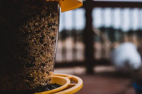 Selective focus on bird feeder with mix of seeds. Residential wooden porch in Stock Photos