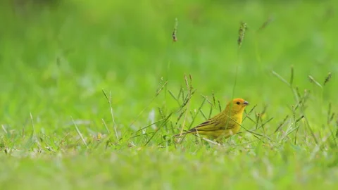 Selective focus of a bird (Sicalis flaveola) feeding on grass Stock Footage 284264581