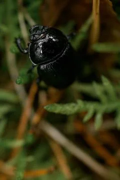Selective focus on black beetle on grass and needles in natural habitat 스톡 사진