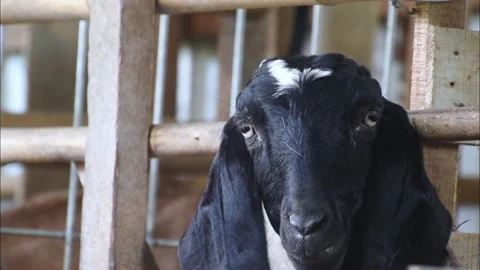Selective focus of black goat head look at the camera on goat pen Stock Footage 238680307