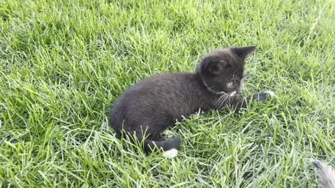 Selective focus on black kitten resting on vibrant green grass Stock Footage 313714271