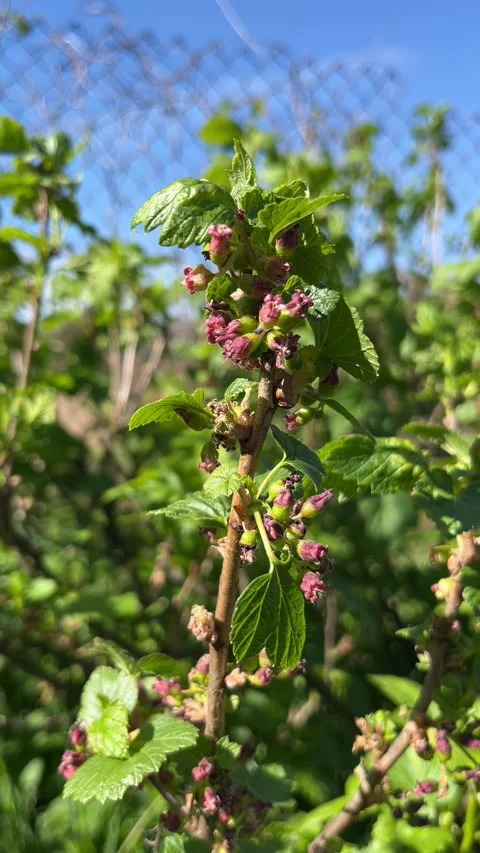 Selective focus blackcurrant plant buds and leaves macro detail Stock Footage 334326878