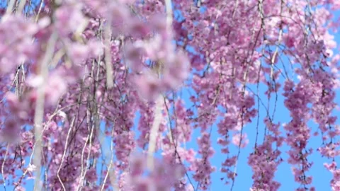 Selective focus bloom cherry Stock Footage 272832225