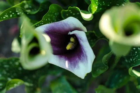 Selective focus of blooming calla flower. A beautiful white-purple flower gro Stock Photos