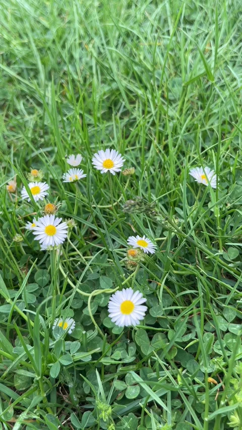 Selective focus blooming chamomile flowers in green field Stock Footage 335589506