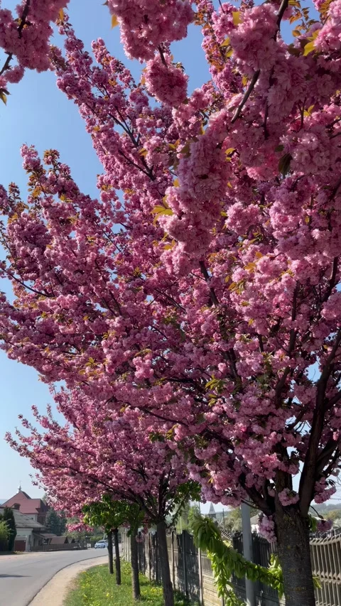 Selective focus blooming cherry alley in urban park Stock Footage 334329644