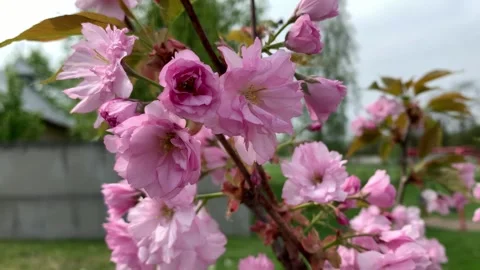 Selective focus blooming cherry branch swaying in spring breeze Stock Footage 313815470