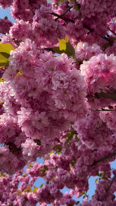 Selective focus blooming cherry tree against blue sky Stock Footage 334329261