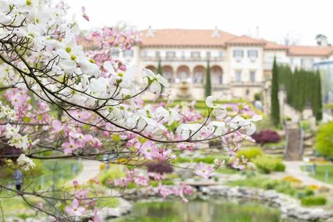 Selective focus of a blooming cherry tree in the park on the background of a 스톡 사진