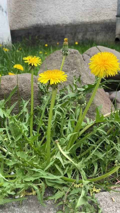 Selective focus blooming dandelion cluster in nature Stock Footage 334328538
