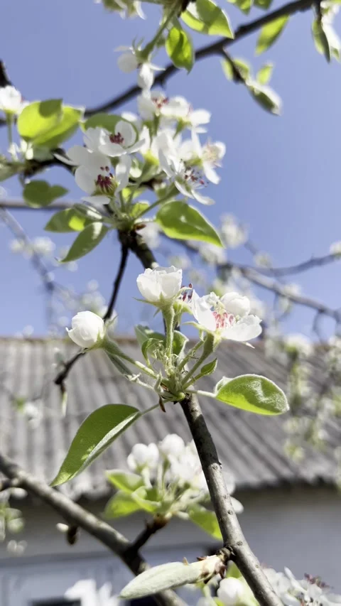 Selective focus blooming pear tree close-up Stock Footage 334328287