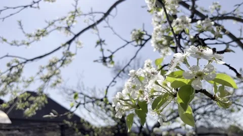 Selective focus blooming pear tree branch in garden springtime Stock Footage 334328309