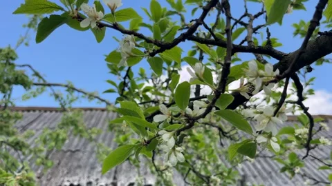 Selective focus blooming plum orchard scene Stock Footage 334329746