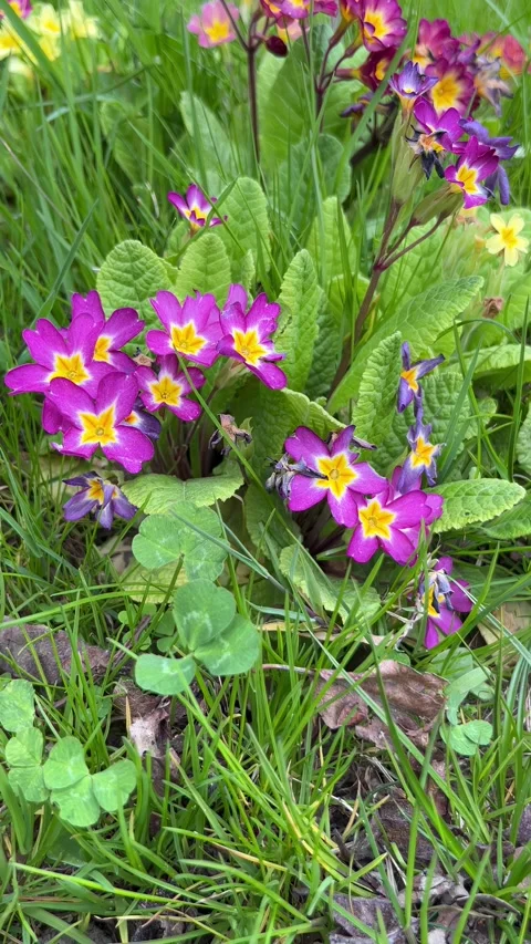 Selective focus blooming primrose cluster Stock Footage 334328654