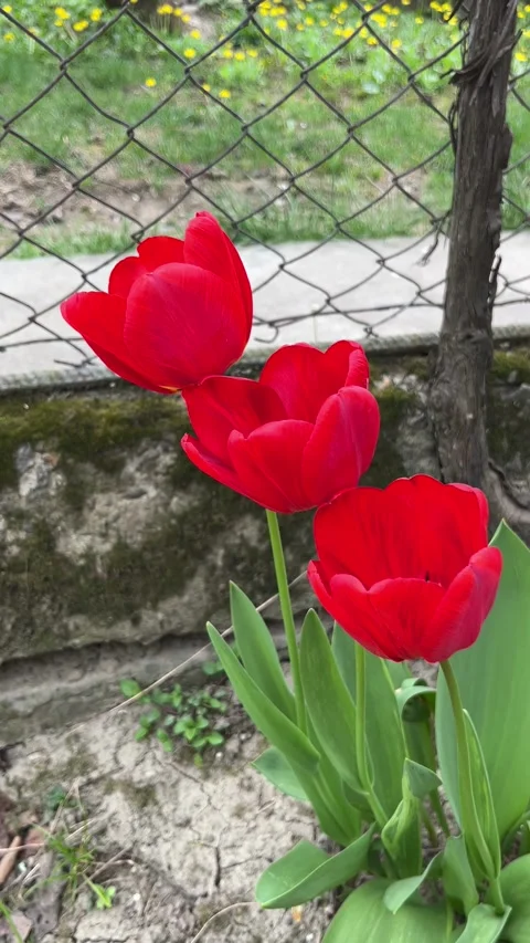 Selective focus blooming red tulips in spring garden Stockbeeldmateriaal 334328545