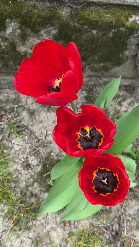 Selective focus blooming tulip bed with red flowers Stock Footage 334328624