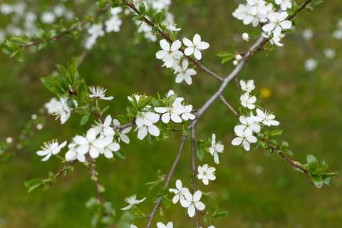 Selective focus, blossoming tree branch with white flowers against blurred grass Stock Photos