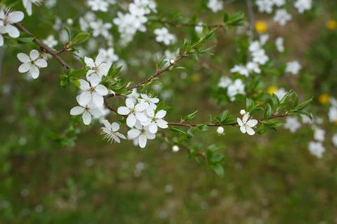 Selective focus, blossoming tree branch with white flowers against blurred grass Stock Photos