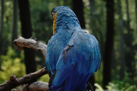 Selective focus of a blue parrot Stock Photos