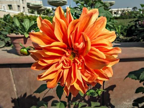 Selective focus, blur background, close up of bright orange Dahlia flower in  Stock Photos