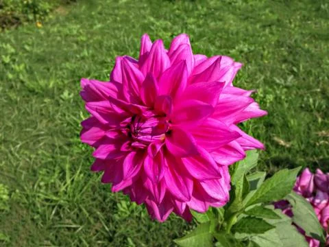 Selective focus, blur background, close up of bright pink Dahlia flower in pa Stock Photos