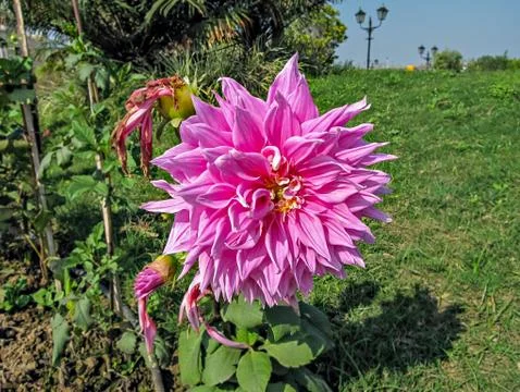 Selective focus, blur background, close up of bright pink Dahlia flower in pa Stock Photos