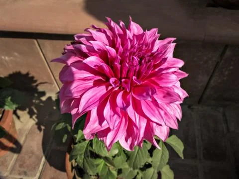 Selective focus, blur background, close up of bright pink Dahlia flower in pa Foto stock