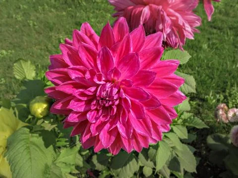 Selective focus, blur background, close up of bright pink Dahlia flower in pa Stock Photos