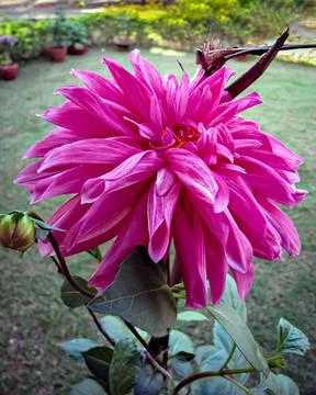 Selective focus, blur background, close up image of bright pink Dahlia flower Stock Photos