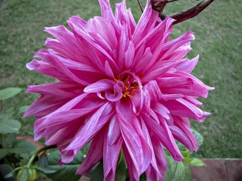 Selective focus, blur background, close up image of bright pink Dahlia flower Stock Photos