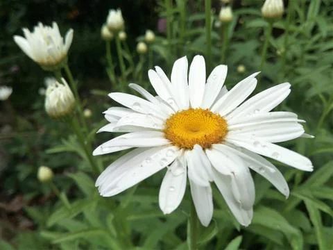 Selective focus, blurred background, one flower white on dark background Stock Photos