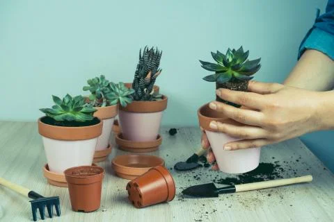 Selective focus blurred  close up of a woman's hands and small succulents, tr Stock Photos