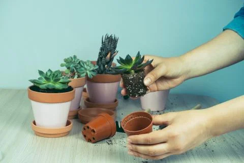 Selective focus blurred  close up of a woman's hands and small succulents, tr Stock Photos