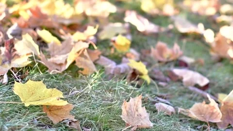 Selective focus blurred fallen leaves frost morning Stock Footage 255659599