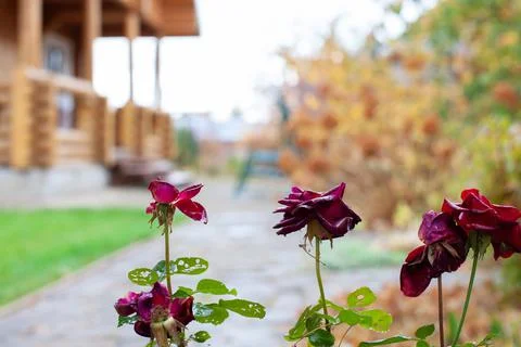 Selective focus of blurred garden. Landscape nature background of beautiful b Stock Photos