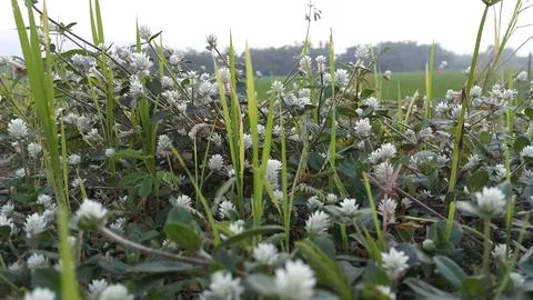 Selective focus of Boerhaavia diffusa. Stock Photos