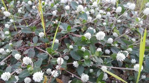 Selective focus of Boerhaavia diffusa. Stock Photos