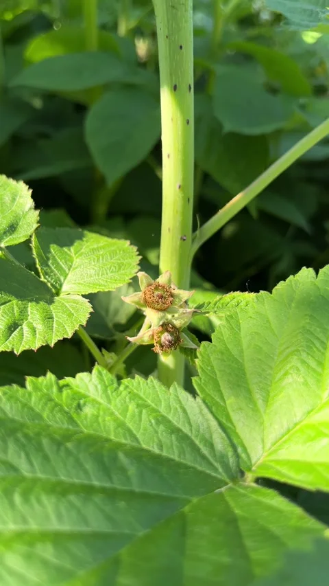 Selective focus botanical detail of raspberry bloom Stock Footage 335588662