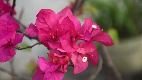 Selective focus of bougainvillea with blurred branches and leaves as background Stock Footage 237357513